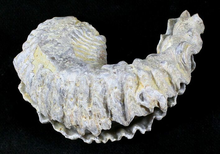 Cretaceous Fossil Oyster (Rastellum) - Madagascar #23612